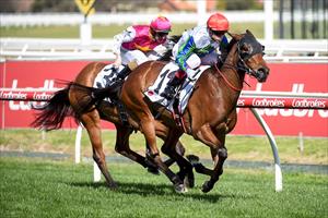 O'BRIEN-WAIKATO STUD COMBO KEEPS WINNING